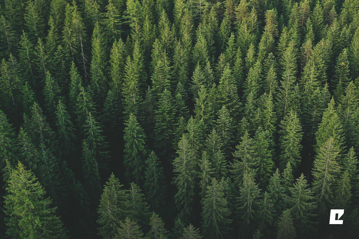 Eko-Okna mit FSC™-Zertifikat. Bewusst in die Zukunft investieren