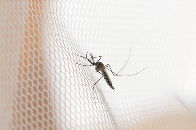 Moskitiery a zdrowie: Jak siatki okienne chronią przed chorobami przenoszonymi przez owady